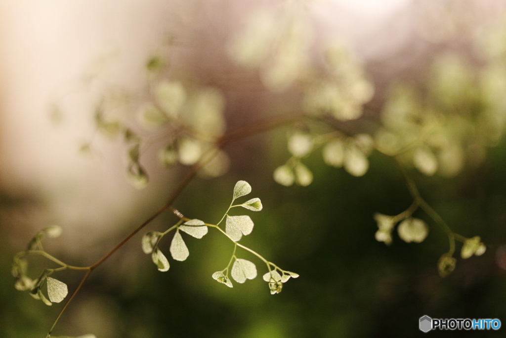 Leaves shine