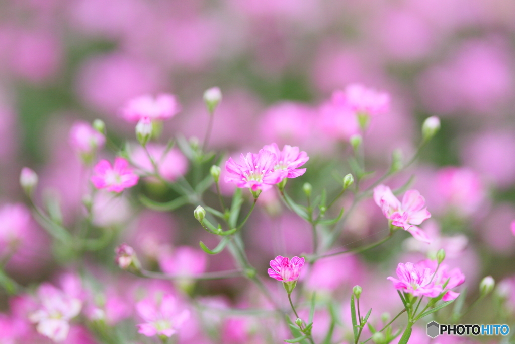 小さな小さな花