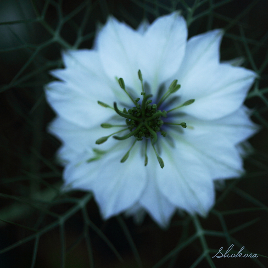 Nigella