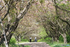 木漏れ日の桜トンネル