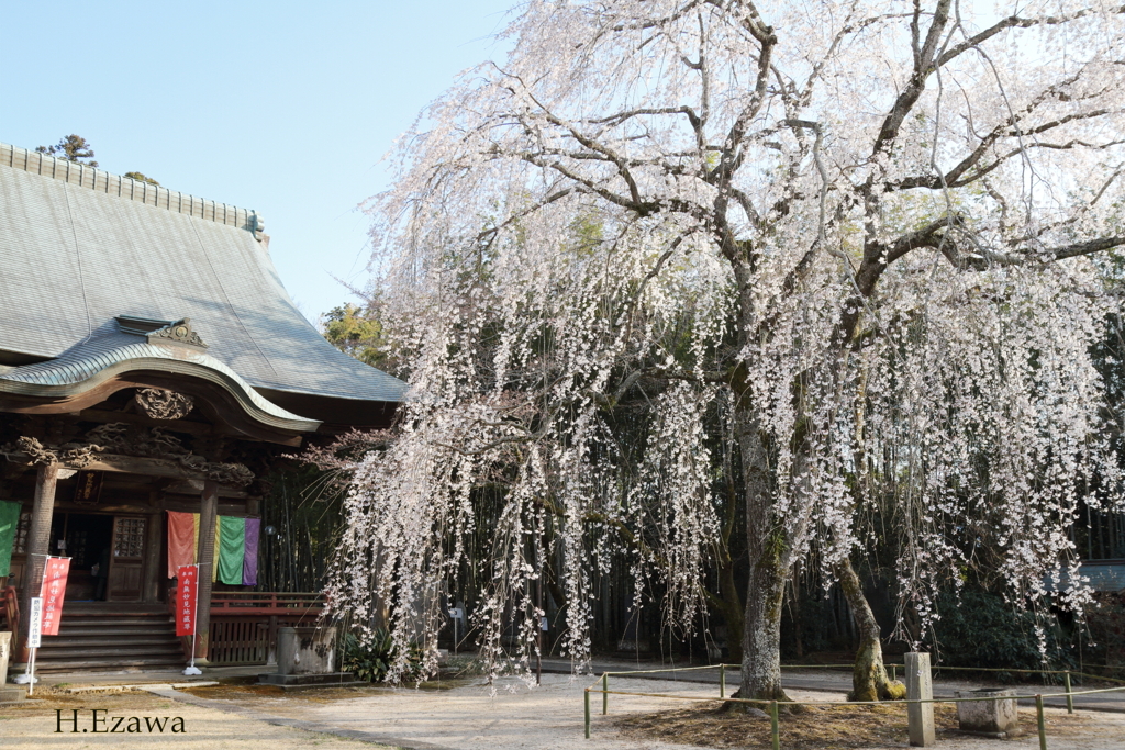 姫桜