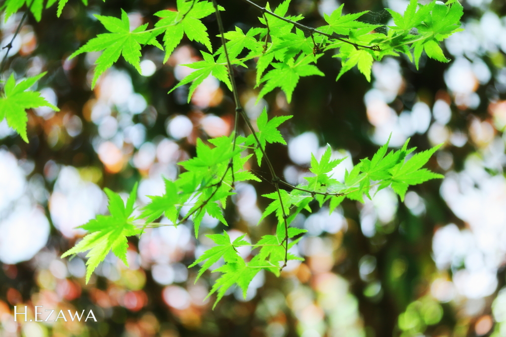 maple green