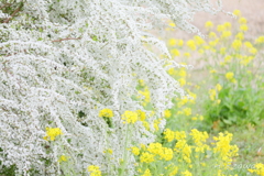 ユキヤナギと菜の花