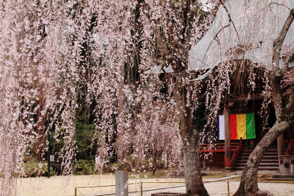 桜降る