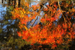 水溜まり紅葉