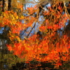 水溜まり紅葉