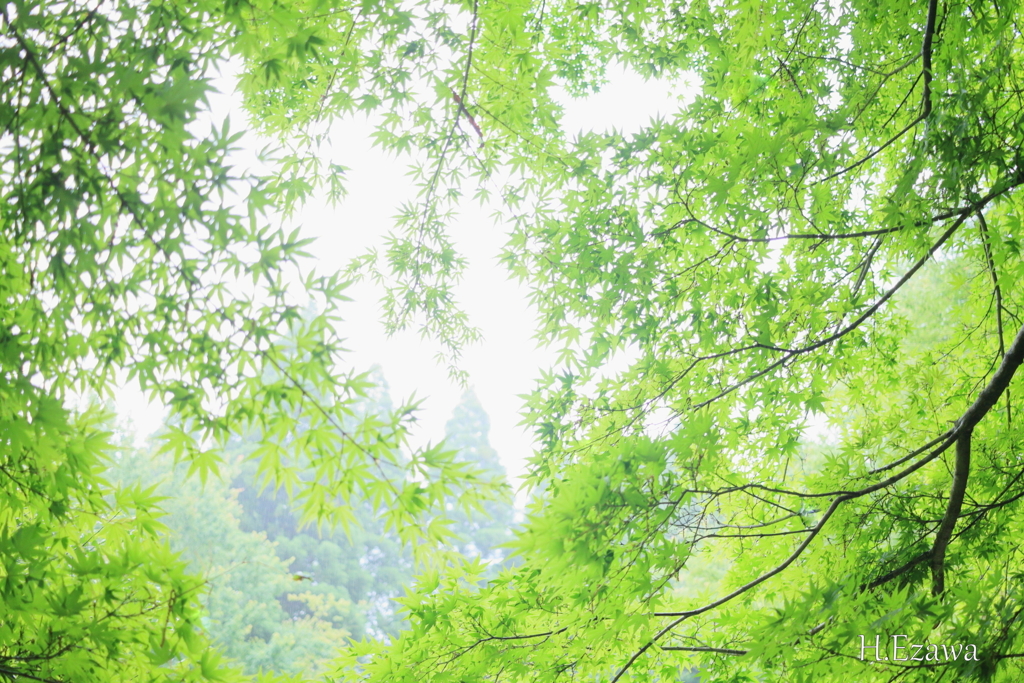 Maple greenⅦ