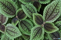 Pilea