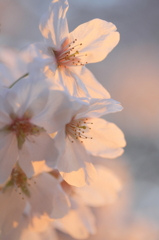 夕桜