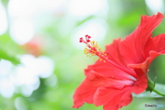 Tropical Island