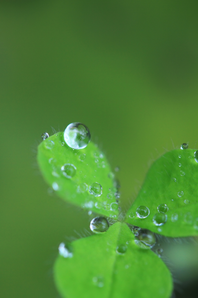 雨上がり