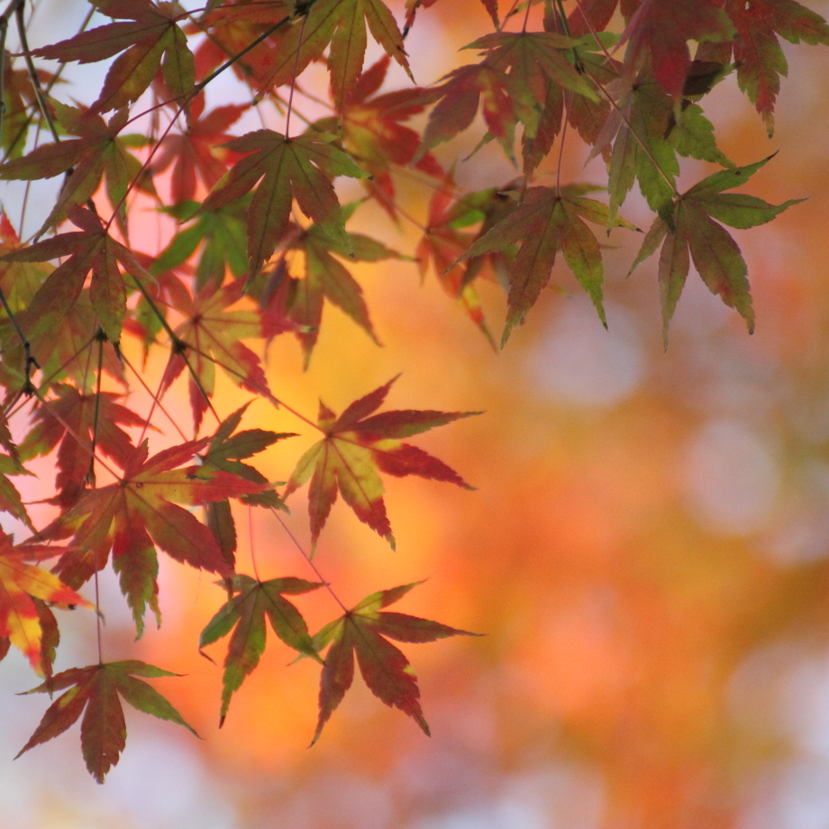 紅葉ブレンド
