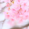 purity6
