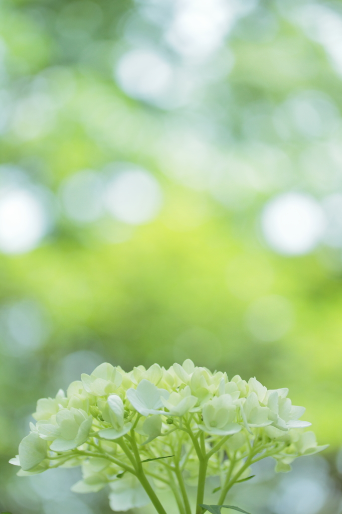 Happiness of June