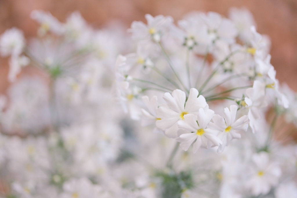 化粧桜