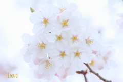 SAKURA bouquet3