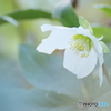 Christmas rose