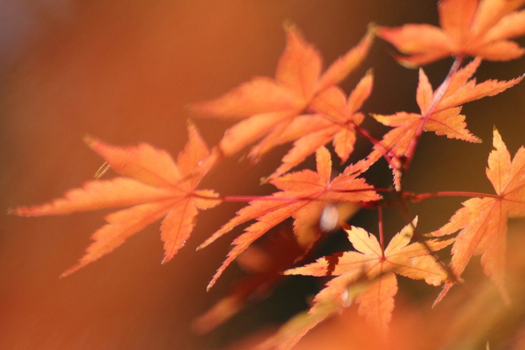 紅色流れ