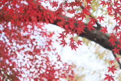 公園の紅葉2