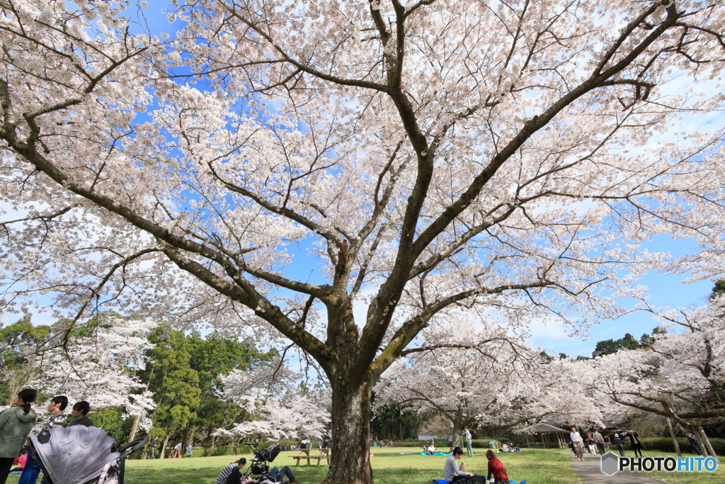 大きな桜の下で