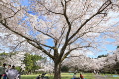 大きな桜の下で