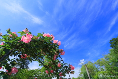 草笛の丘の薔薇3