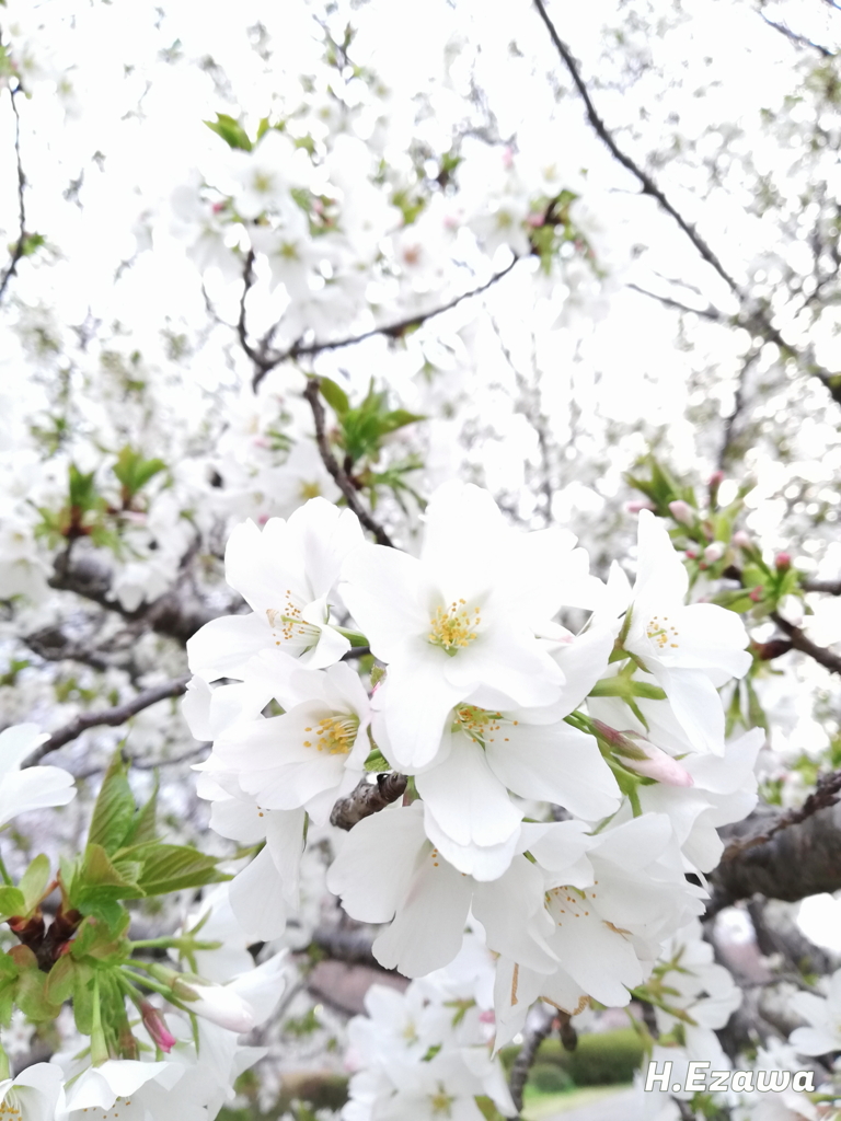 white cherry blossoms2
