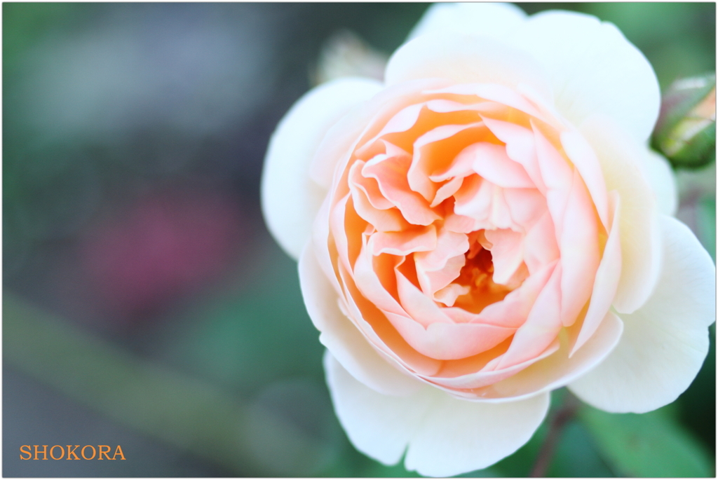 Apricot cup