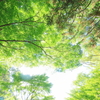空いっぱいの緑