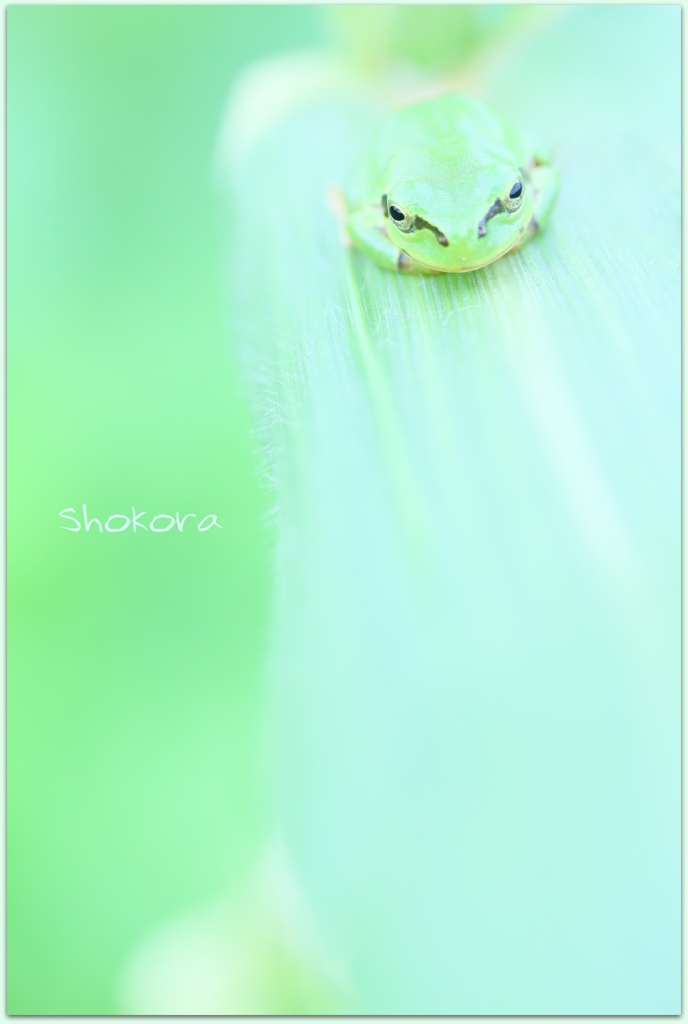 On corn leaves