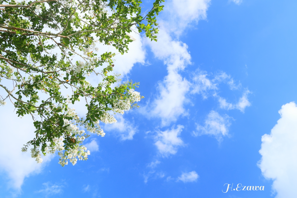 夏の空