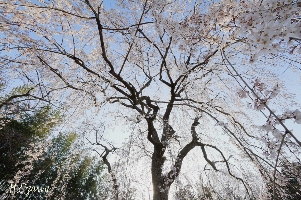 桜降る