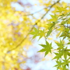 木漏れ日の光の中で