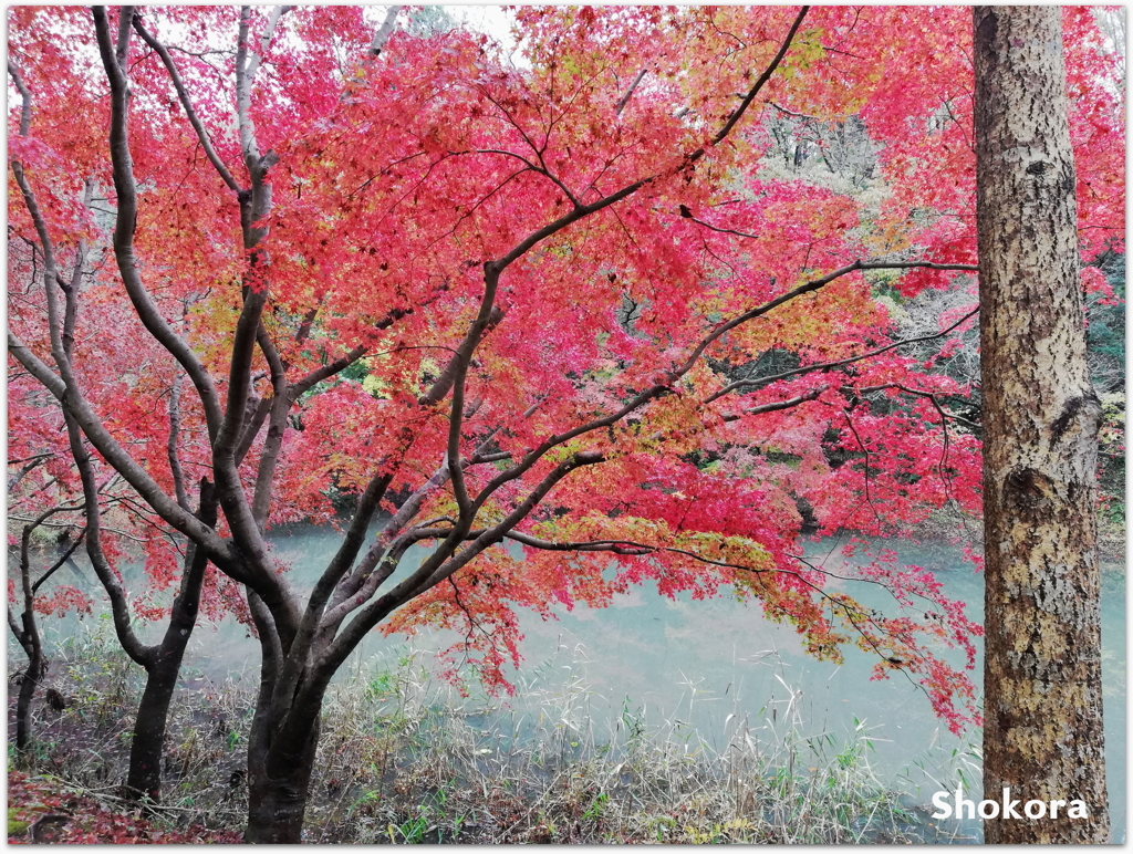 自然公園の紅葉Ⅱ