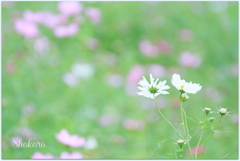 White cosmos2