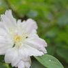 Rose frill