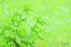 夏草