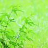 夏草