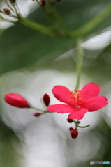 南国の小さな花