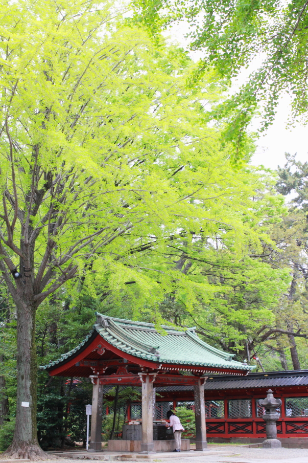 新緑の神社