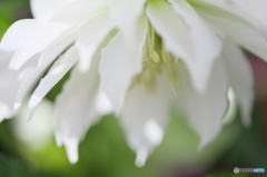 White Christmas rose