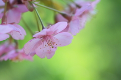 sakura