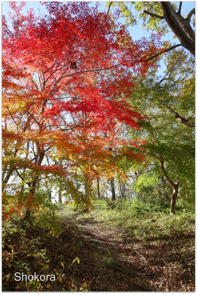 小路の紅葉