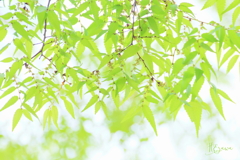 Fresh greenery