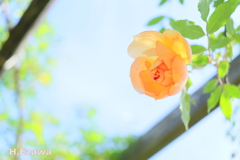 草笛の丘の薔薇9