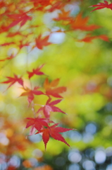 晩秋を愉しむ