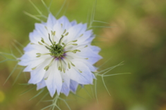 Love in a mist