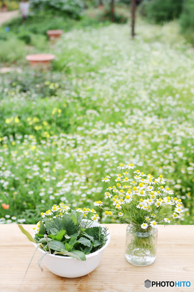Chamomile
