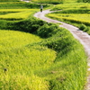 棚田小道