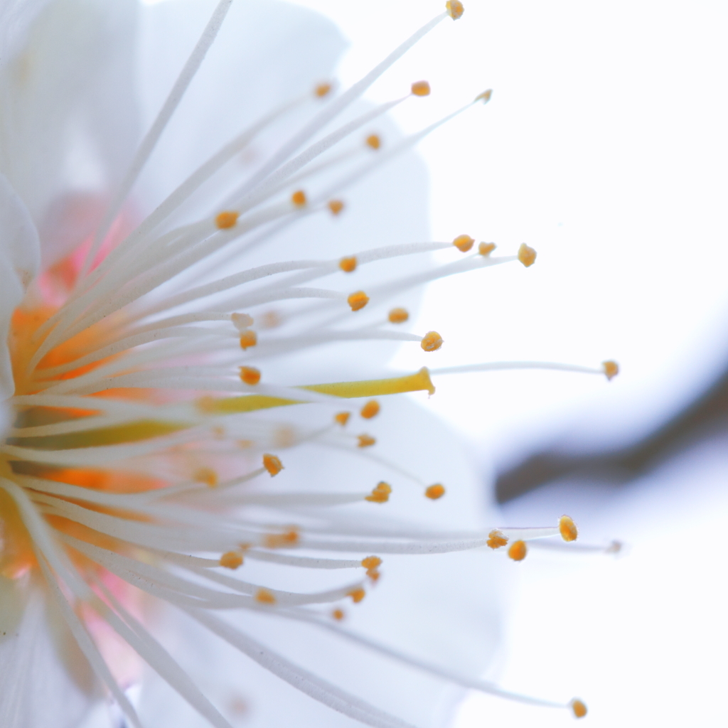 水中花